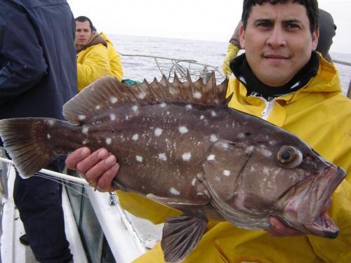 CHERNIAS Y ABADEJOS